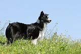 BORDER COLLIE 511
